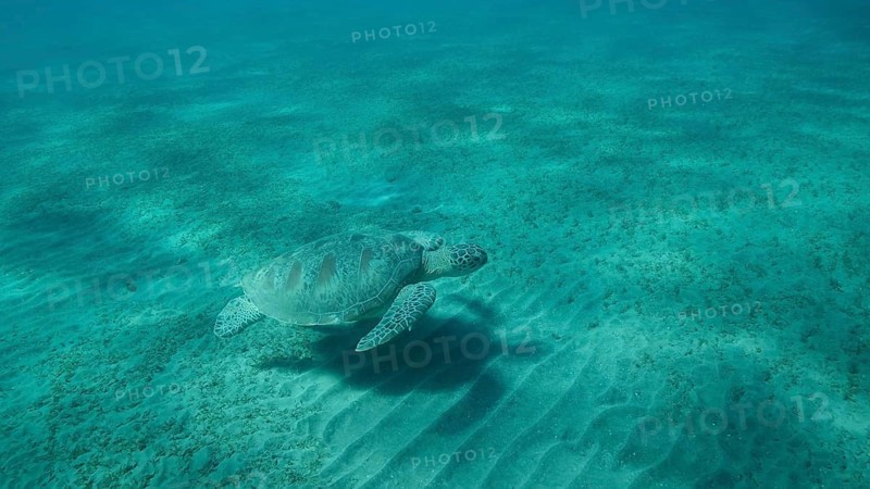 Big Sea Turtle green swim above seabed covered with green sea grass. Green sea turtle