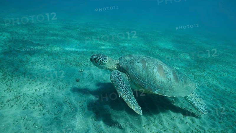 Big Sea Turtle green swim above seabed covered with green sea grass. Green sea turtle