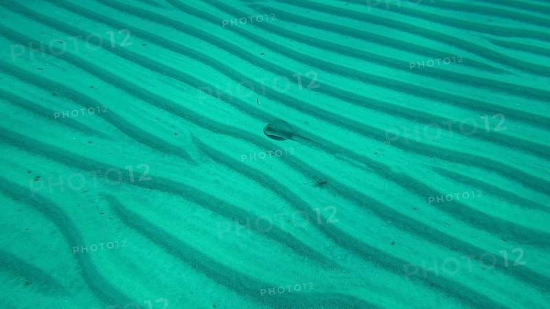 Blue-spotted stingray