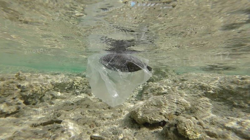 Dead Parrotfish drifting in plastic bag under surface of water in the coastal area. Discarded transparent plastic bag swims with died fish inside floats underwater in the surf zone. Red Sea
