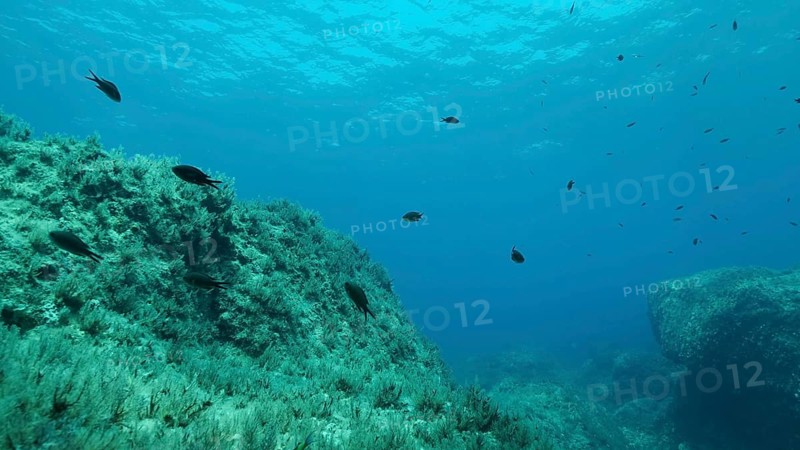 Rocky seabed covered with Brown Seaweed
