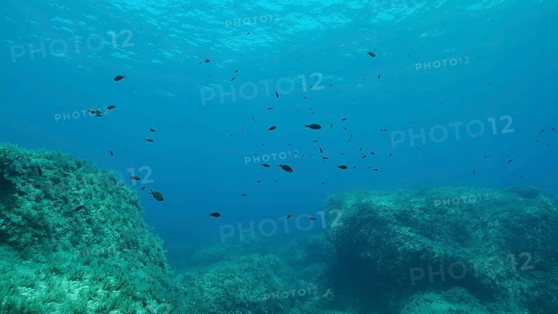 Rocky seabed covered with Brown Seaweed