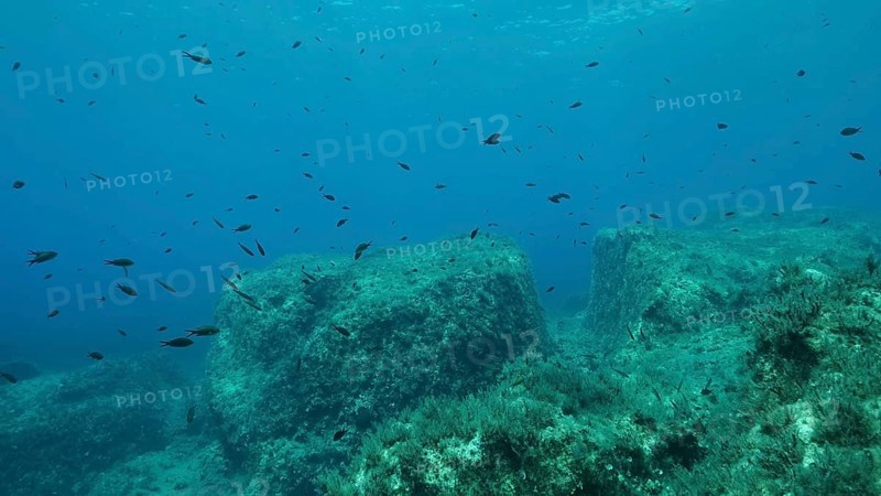 Rocky seabed covered with Brown Seaweed