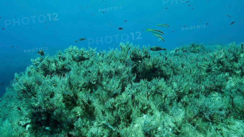Rocky seabed covered with Brown Seaweed