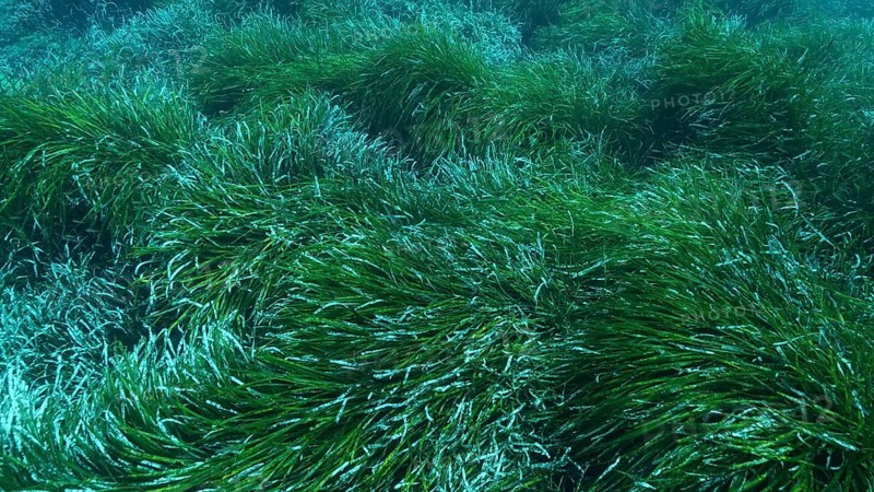 Dense thickets of green marine grass Posidonia