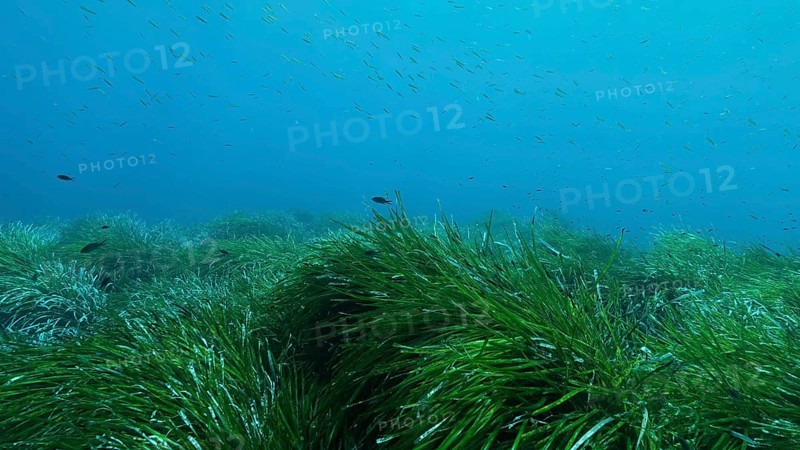 Dense thickets of green marine grass Posidonia