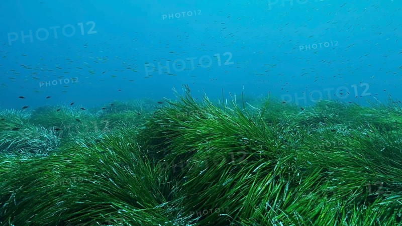 Dense thickets of green marine grass Posidonia