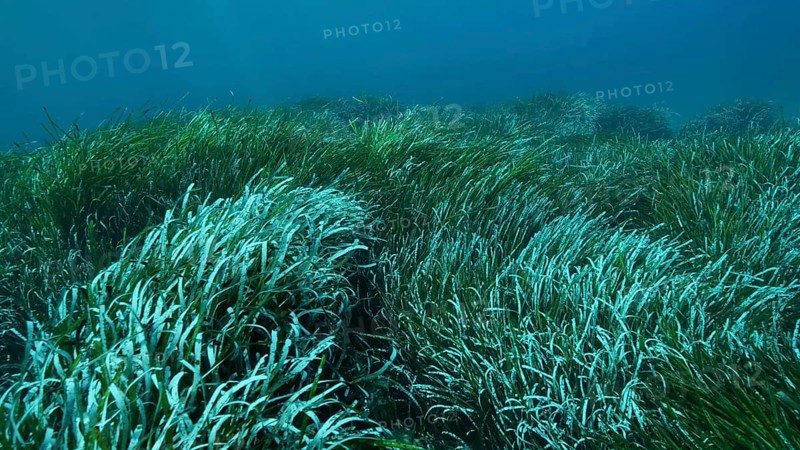 Dense thickets of green marine grass Posidonia