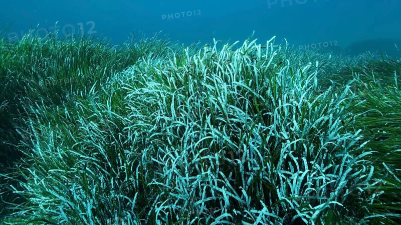 Dense thickets of green marine grass Posidonia