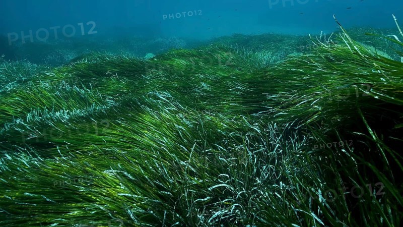 Dense thickets of green marine grass Posidonia