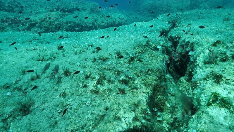 School of fish swims above crack in the seabed over tectonic plates. Tiktanic displacement of plates at the bottom of the sea. Mediterranean underwater seascape. Mediterranean Sea