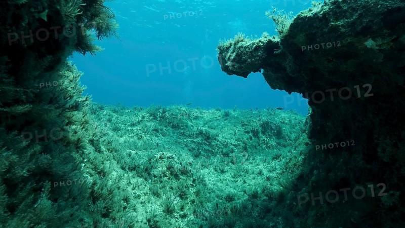 Rocky seabed covered with Brown Seaweed