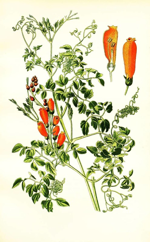 Eccremocarpus scaber