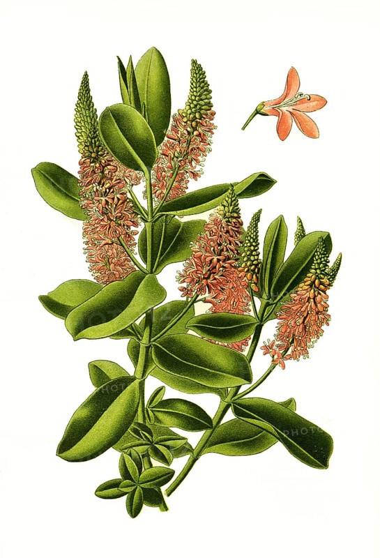 Veronica speciosa