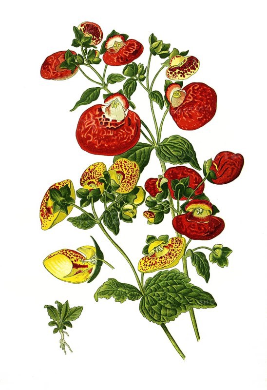 Hybrida