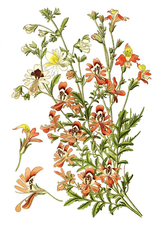Schizanthus pinnatus