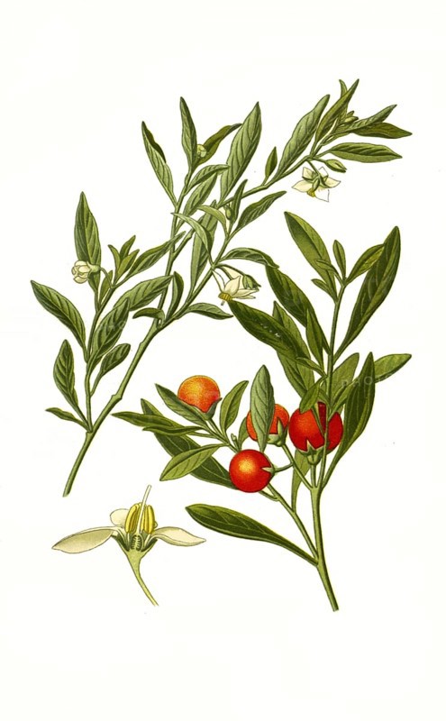 Solanum capsicastrum