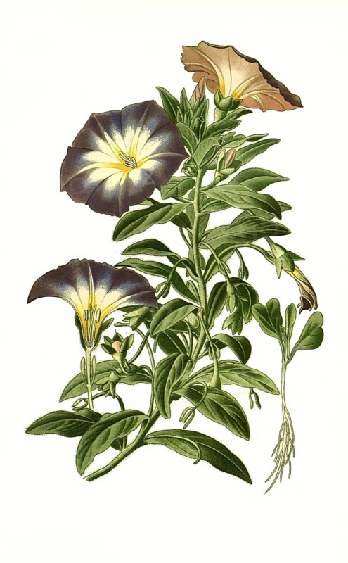 Dwarf morning-glory