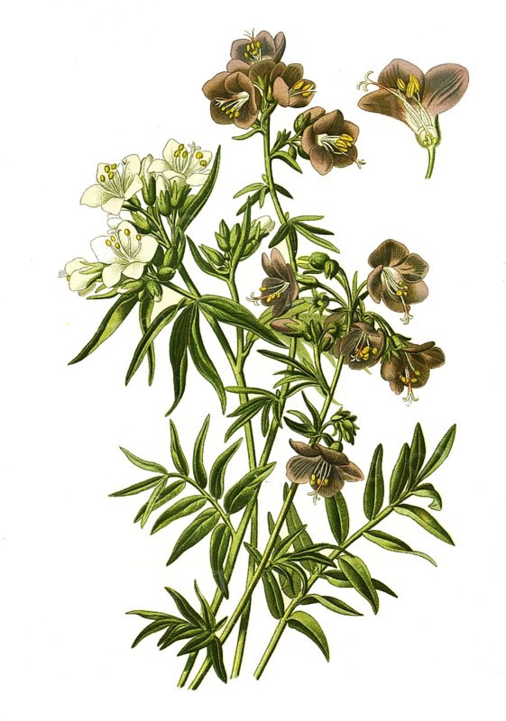 Greek valerian