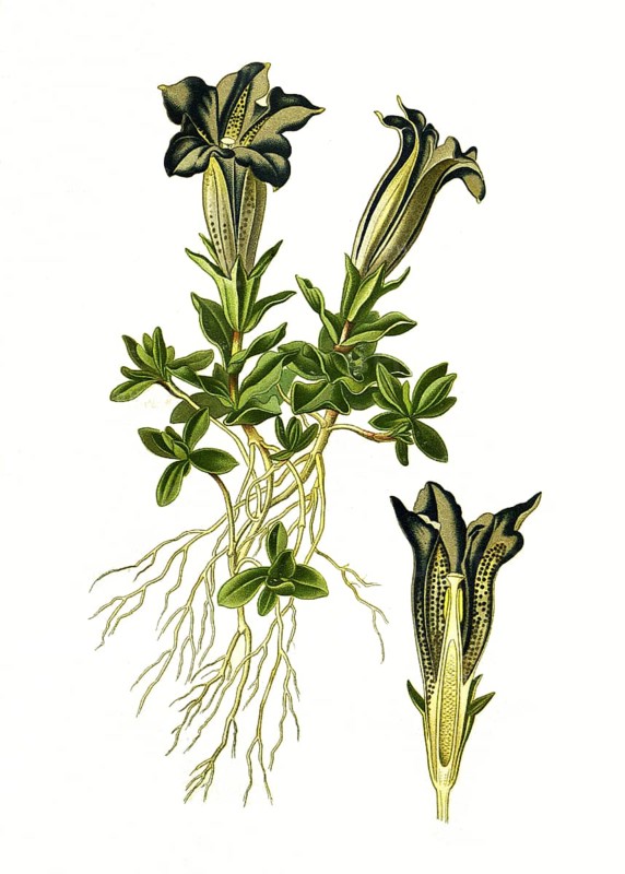 Stemless gentian