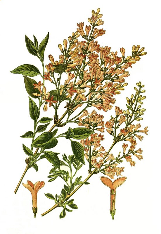 Syringa persica