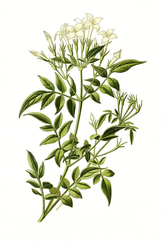 Common jasmine