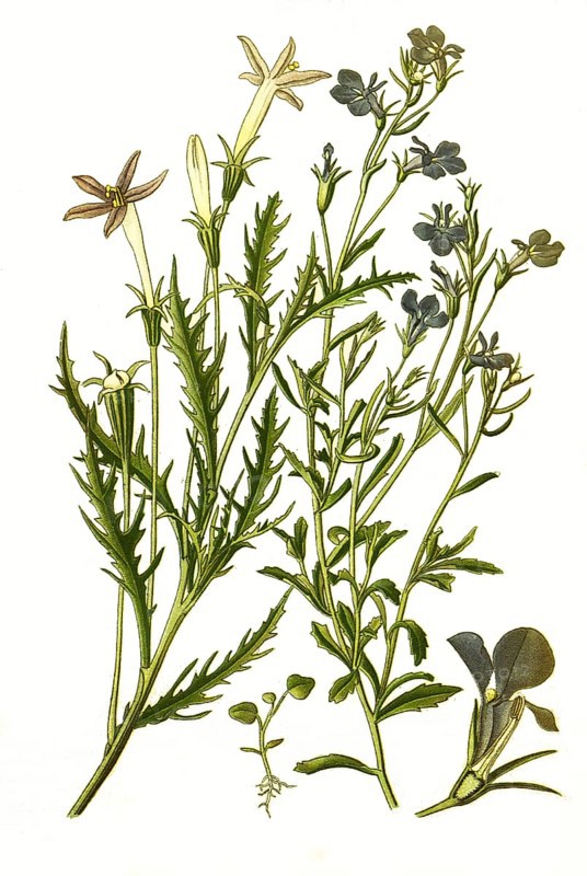 Lobelia erinus