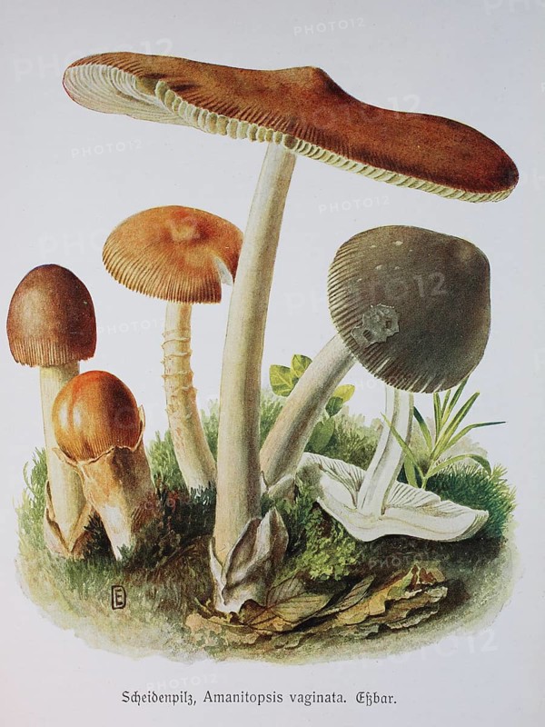 Mushroom
