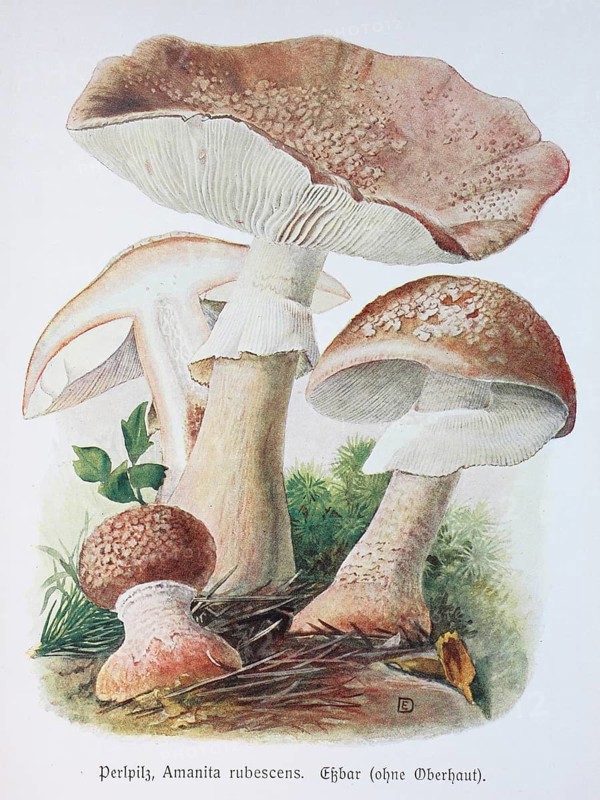 Mushroom