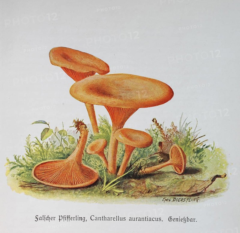 Mushroom