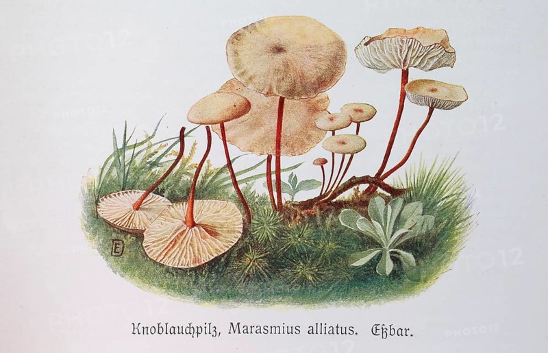 Mushroom