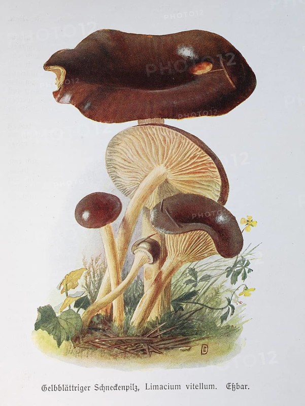 Mushroom