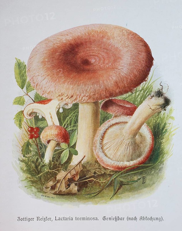 Mushroom