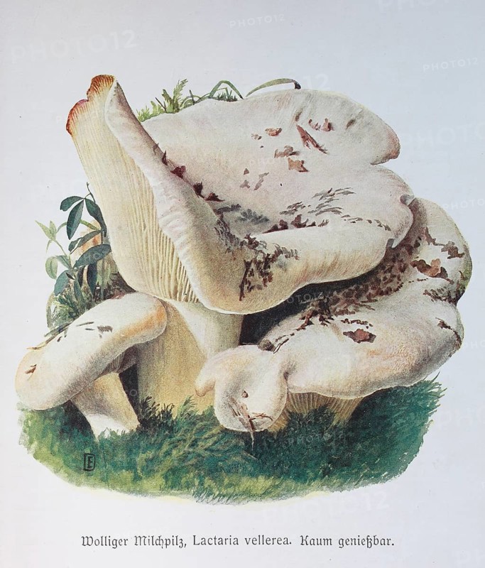 Mushroom