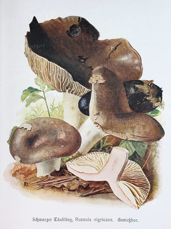 Mushroom