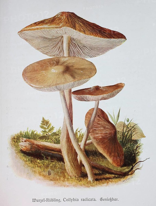 Mushroom