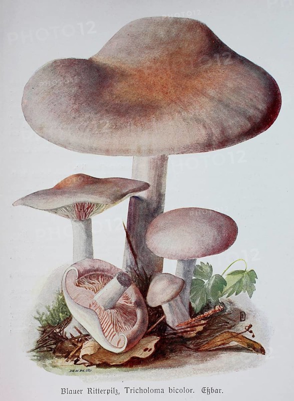 Mushroom