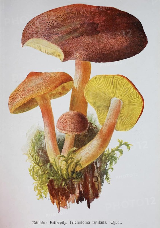 Mushroom