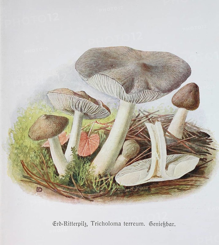Mushroom