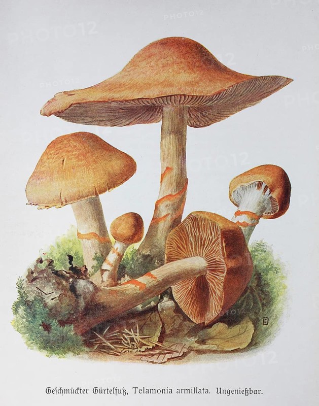 Mushroom