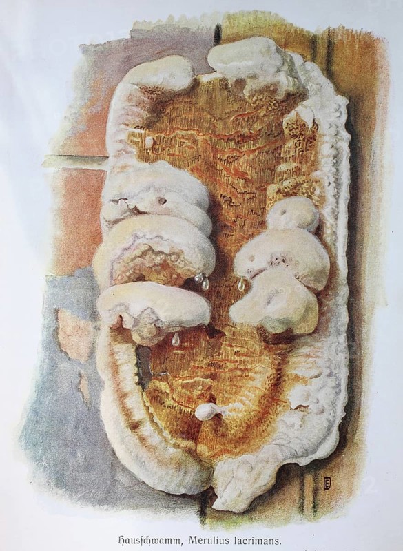 Fungus
