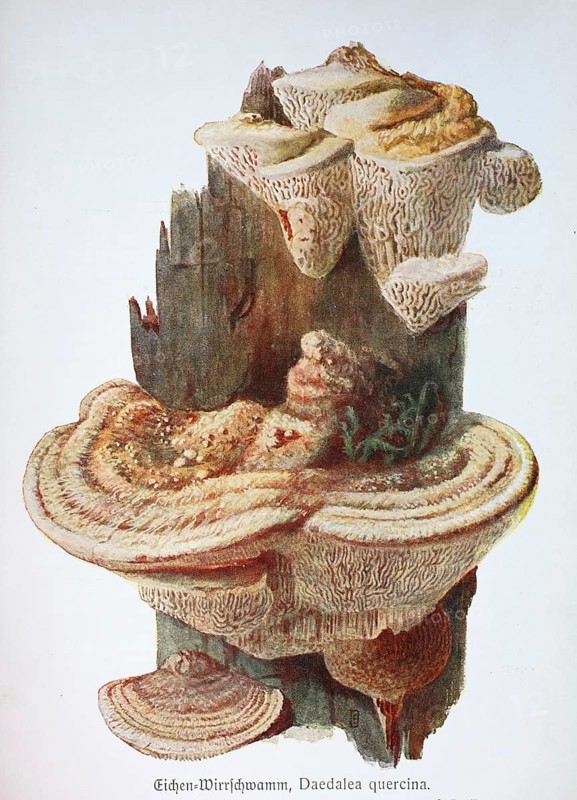 Mushroom