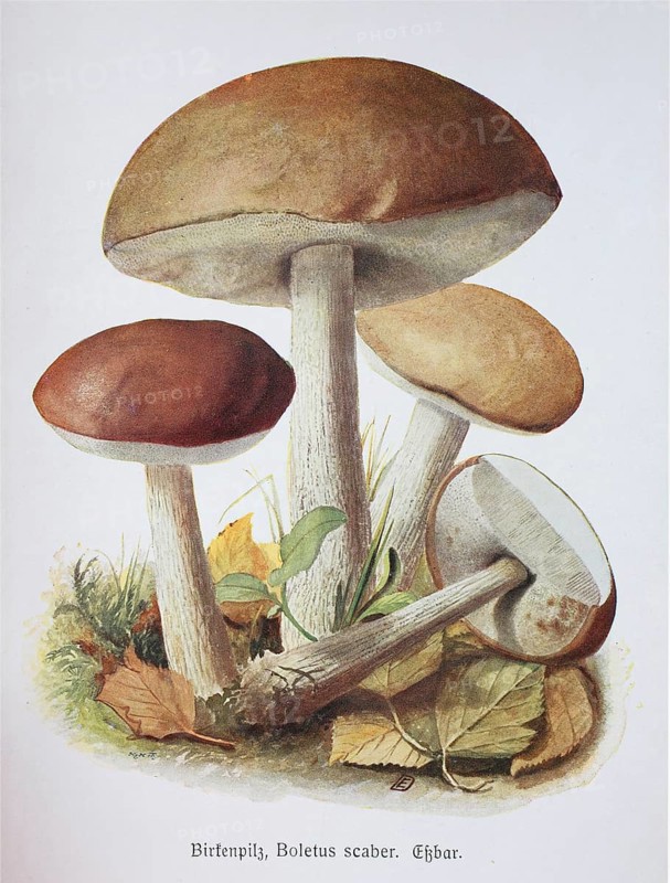 Mushroom
