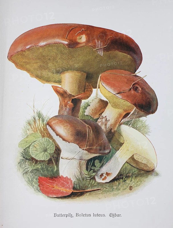 Mushroom