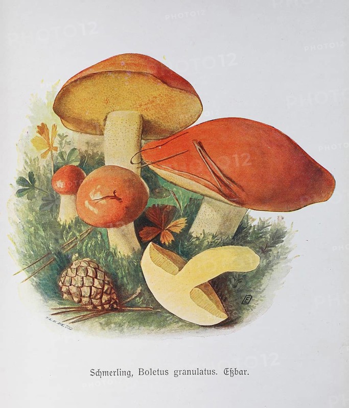 Mushroom