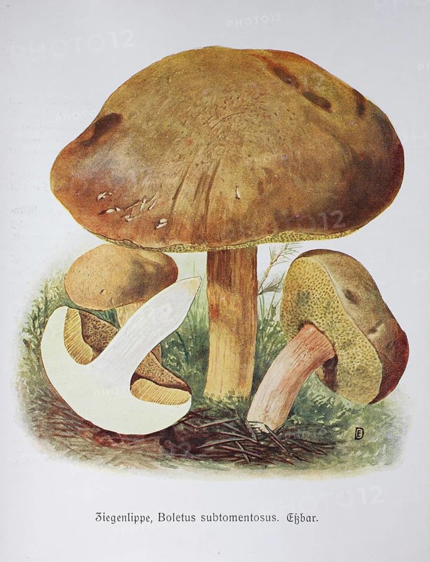 Mushroom