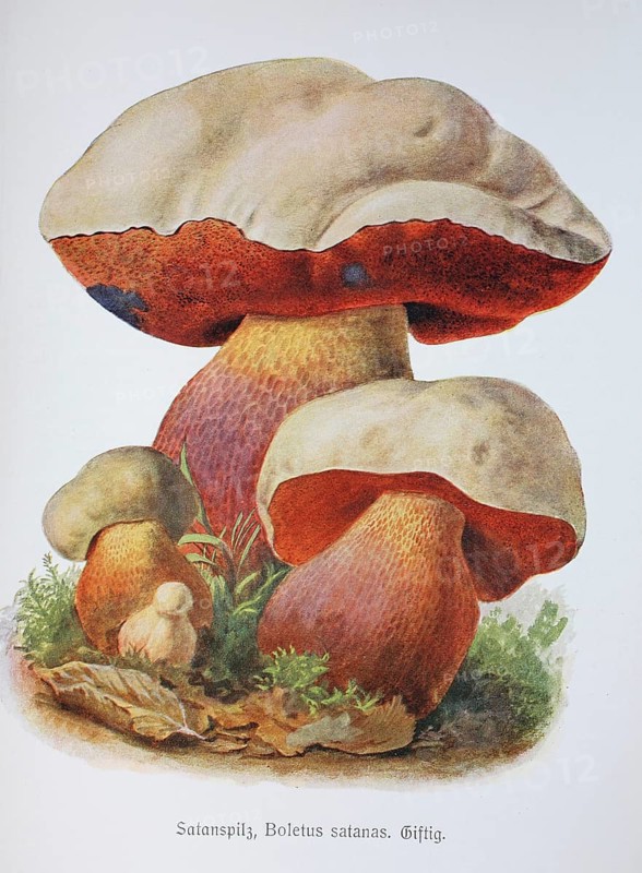 Mushroom