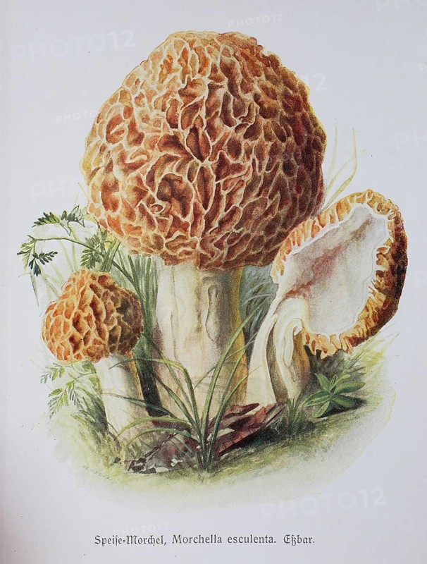 Mushroom