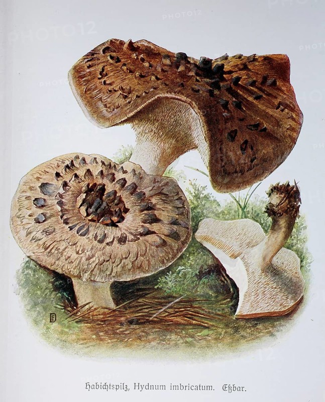 Fungus