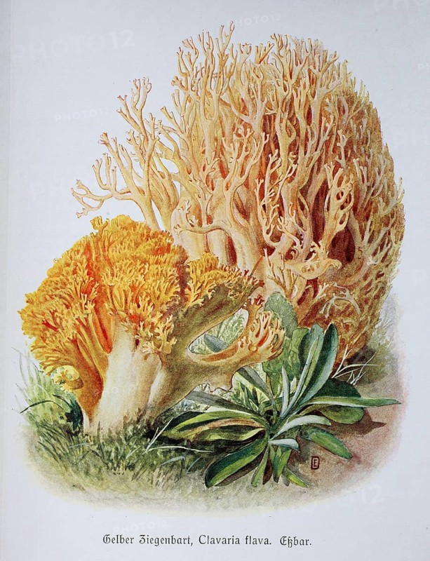 Mushroom